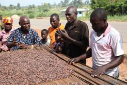 cocoa-farming-cte-divorie_16678013009_o