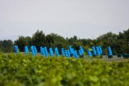 Ca' del Bosco Blue Guardians by Cracking Art