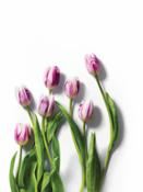 WFM InStore Tulips 18546 Hero cmyk