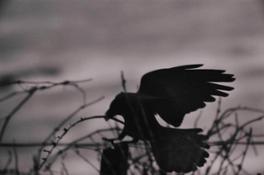 8 Fukase Ravens1976