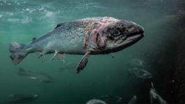 Corin Smith Scotland Vacasay Salmon 100