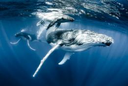 Ocean Photography Award Image - Whales by Mittermeier
