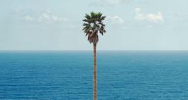 john-baldessari palm-treeseascape -2010 modernamuseet.press 