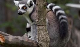 lemur catta zwennie cc by-sa 2.0 0