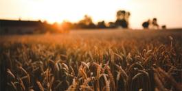 sunset-field-of-grain-crop