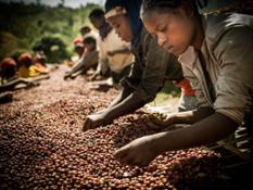 Ethiopia Coffee Solidaridad