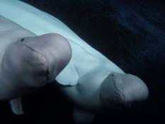 Beluga Whales Sea Life Trust
