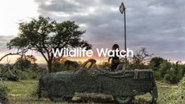 Wildlife Watch 1