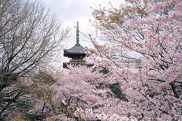Tokyo Ueno ciliegi (C)JNTO   (C)Taito City