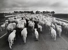 A, 30, Orgosolo (gregge di pecore sulla strada), 1976