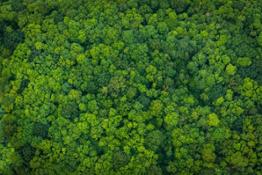 green-forest-aerial-view