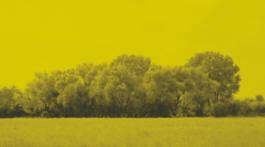Davide Maria Coltro Filiazione serie Medium Color Landscapes 2011 pittura digitale cm 90x160 1