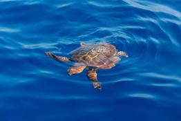 03Z6 - Sea turtle water surface - tartaruga marina napoli natgeo