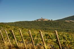 Capalbio vineyard © by Leif Carlsson copia