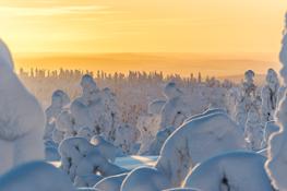 Visit Finland Forest Credits VisitFinland MarkusKiili