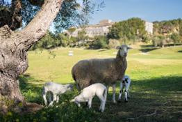 BarcelóMontecastillo ovejas 2024 (2)
