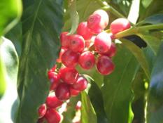 Le bacche di caffè a maturazione sulla pianta