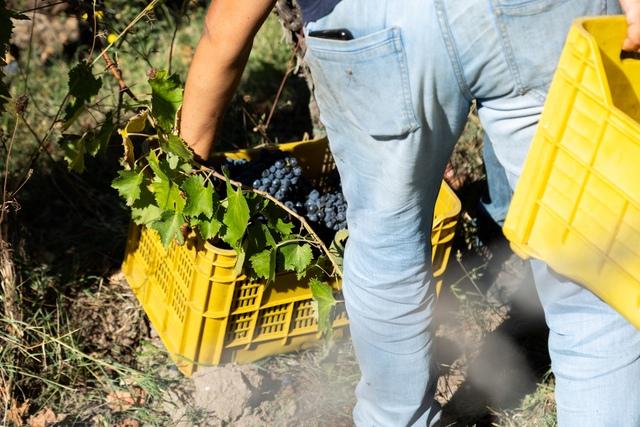VENDEMMIA DOC MAREMMA TOSCANA (1)