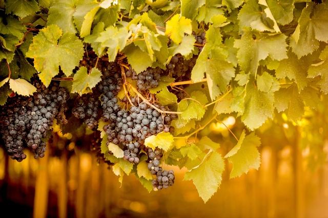 Vigne Abruzzo Ph Straccini-16