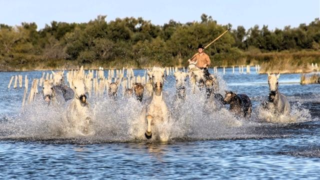 camargue web