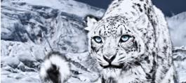 dynafit_snow leopard day 2