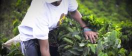 Women's Coffee Project - spot video Colombia