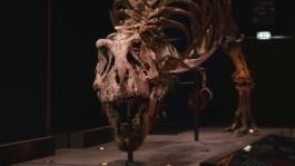 Philips en Naturalis scannen miljoenen jaren oude T. rex Trix