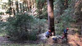 Taglio Albero in foresta certificata