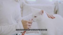 the Little Cat MASTER ENGSUB