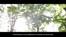 Forest Sharing sottotitoli
