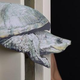 02-Door-Turtle