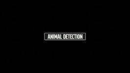 AnimalDetection - Clip